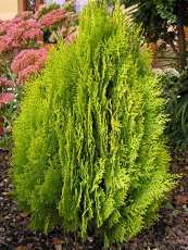 Thuja orientalis´Aurea nana´