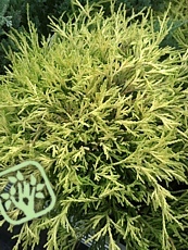 Chamaecyparis pisifera ´Sungold´