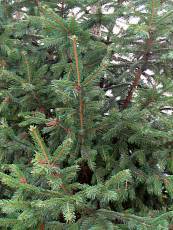 Picea abies 