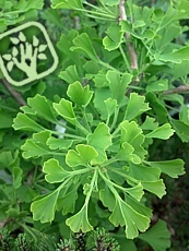 Ginkgo biloba ´Baldi´