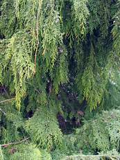 Chamaecyparis nootkatensis ´Pendula´