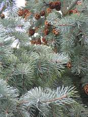 Picea engelmannii ´Glauca´