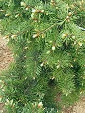 Pseudotsuga menziesii ´Fletcherii´ 