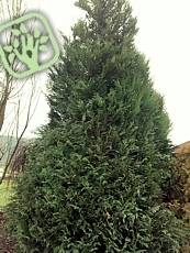 Thuja Plicata´Atrovirens´