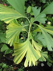 Ginkgo biloba´Variegata´