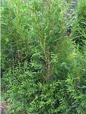 Thuja occidentalis´Brabant´ 