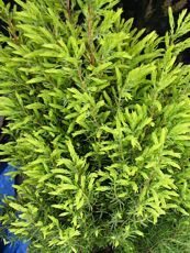 Juniperus communis´Gold Cone´