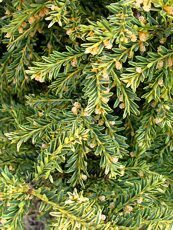 Taxus baccata´Adpressa Aurea´