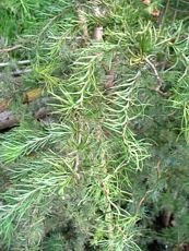 Larix kaempferi ´Diana´