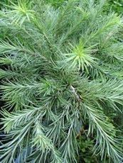 Larix kaempferi ´Blue Pearl´