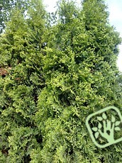 Thuja occidentalis´Malonyana´