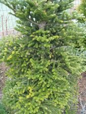 Abies koreana´Piramidalis´ Abies koreana´Piramidalis´