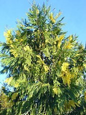 Calocedrus decurrens´Aureovariegata´