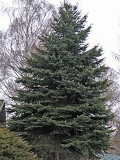 Picea pungens