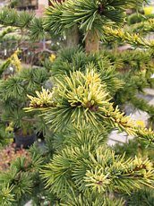 Cedrus atlantica´Aurea´