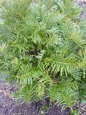 Cephalotaxus harringtonia´Drupacea´