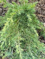 Cedrus libanii ´Sargentii´