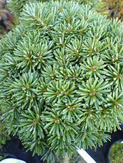 Abies koreana´Blauer Eskimo´ Abies koreana´Blauer Eskimo´