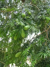 Torreya nucifera