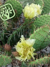 Opuntia engelmanii ´Sandia Mountains´