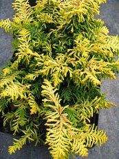 Chamaecyparis obtusa´Tetragona Aurea´