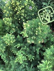 Cryptomeria japonica ´Monstrosa Nana´