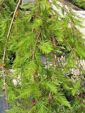 Taxodium distichum´Cascade Falls´