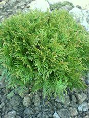 Thuja occidentalis´Little Champion´