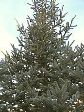 Picea mariana