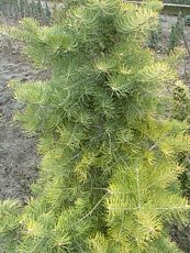 Abies concolor ´Winter Gold´ Abies concolor ´Winter Gold´