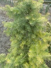 Abies concolor ´Winter Gold´