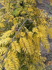 Tsuga canadensis ´Winter Gold´