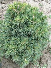 Picea abies´Tompa´