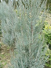 Juniperus scopulorum´Blue arrow´