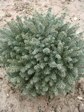 Picea omorica ´Karel´