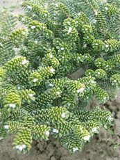 Abies koreana´Oberon´ Abies koreana´Oberon´