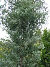 Juniperus virginiana ´Glauca´