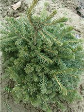 Picea abies´Maxwellii´