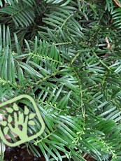 Taxus cuspidata