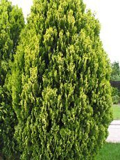 Thuja orientalis´Elegantissima´