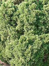 Thuja occidentalis´Holmstrup´