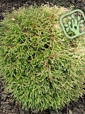 Thuja occidentalis´Golden Tuffet´