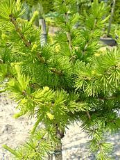 Larix decidua´Globe´