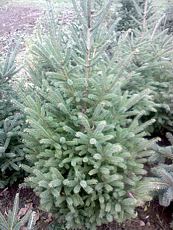 Picea glauca 