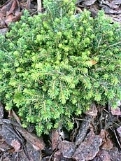 Picea abies´Little Gem´ Picea abies´Little Gem´
