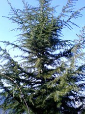 Cedrus deodara ´Glauca´