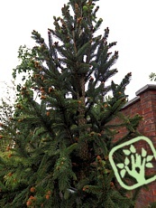 Picea abies´Cupressina´