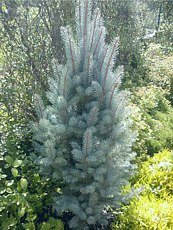 Picea pungens ´Fastigiata´