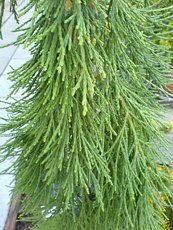 Sequoiadendron giganteum´Pendulum´