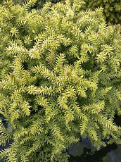 Cryptomeria japonica´Vilmorin Gold´